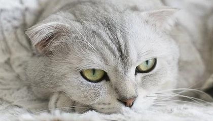 上海上港队将在本周迎战浦和红钻——一场关乎荣耀与激情的较量