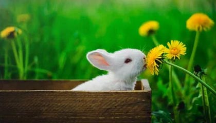 球场上的篮球赛事精彩纷呈，粉丝狂热支持